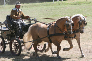 MAREIKE v. Aladin x Sterling - erfolgreichstes 7-jähriges MV-Fahrpony. Foto: Wego